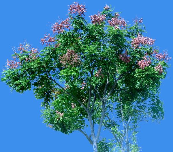 國慶花植物素材