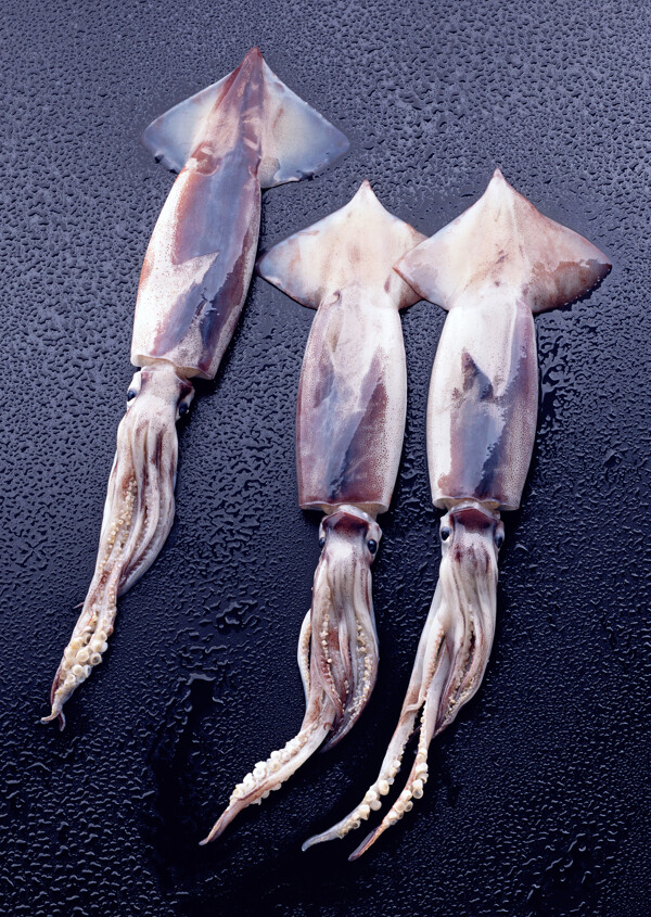 唯美魷魚圖片