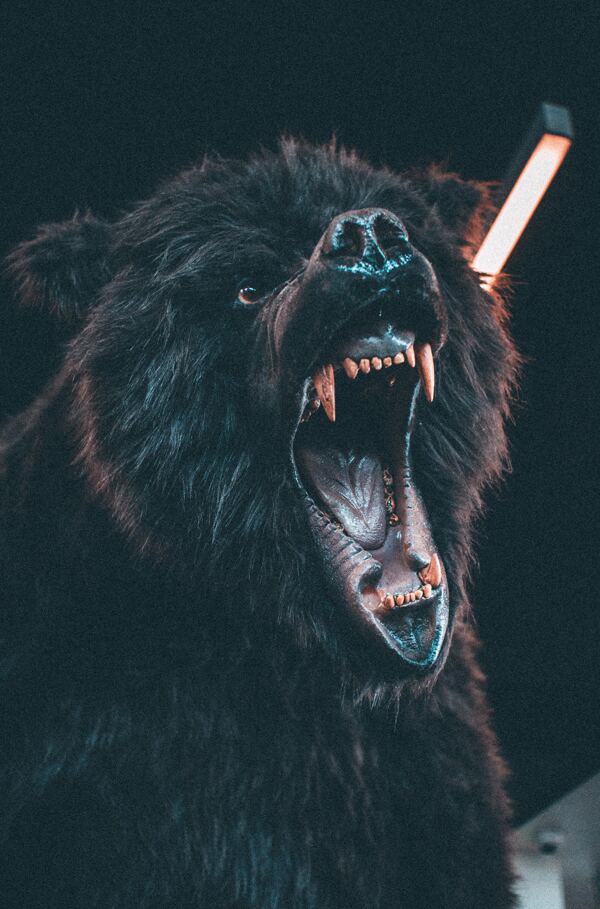 怒吼的熊