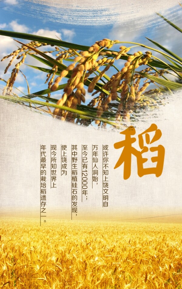 水稻宣傳海報