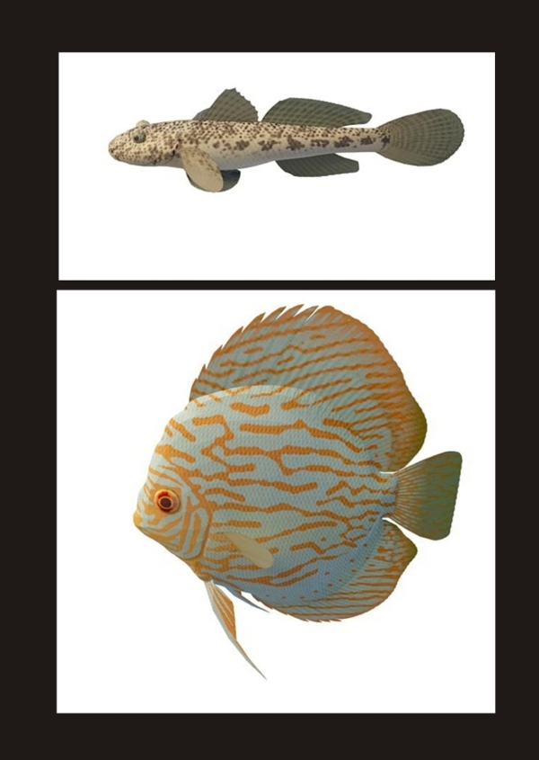 熱帶魚墨魚3d模型