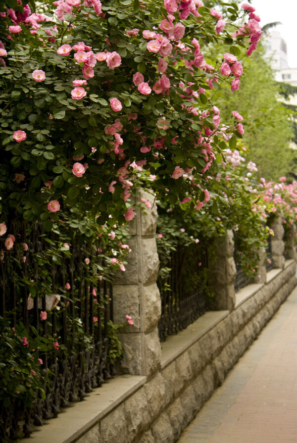 薔薇圖片