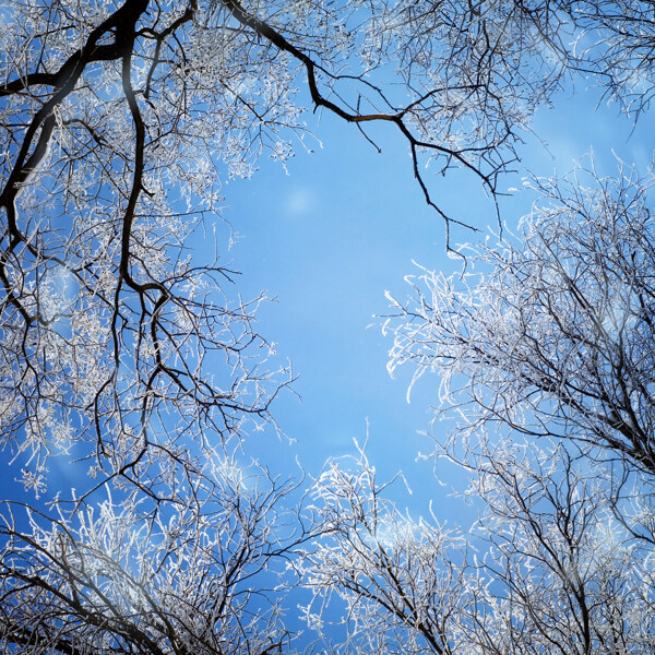 仰视树木冬季雪景图片