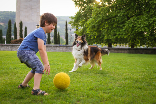草地上玩球的小男孩与牧羊犬图片