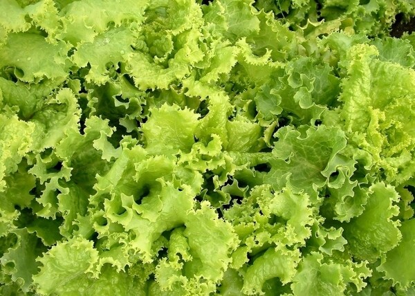 生菜