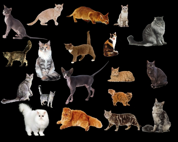 各种姿态的猫PSD分层源文件素材包