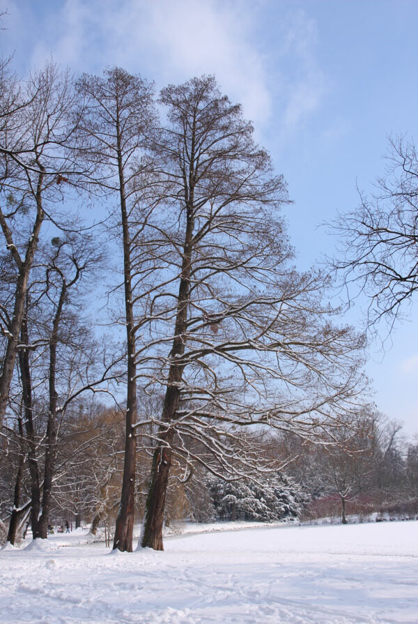 在公園里的冬天