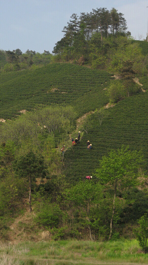 茶樹圖片