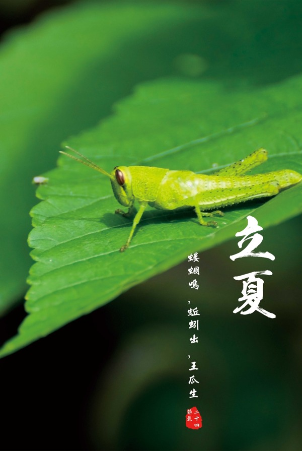 二十四節(jié)氣立夏psd模板