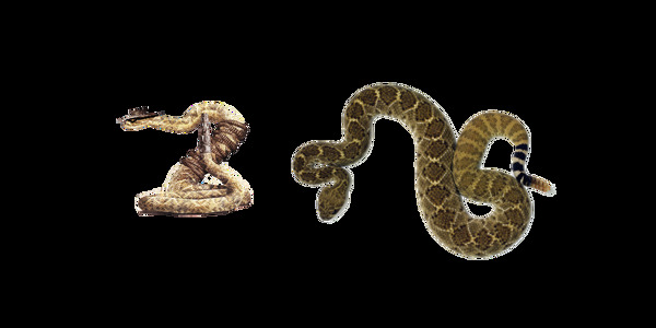 响尾蛇蛇免抠png透明图层素材