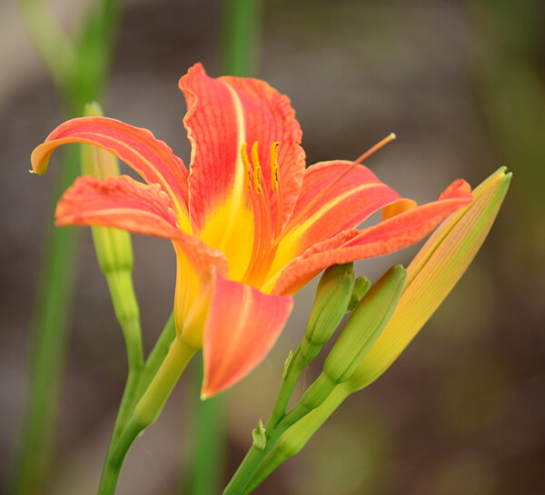 位圖植物攝影寫(xiě)實(shí)花卉花朵百合免費(fèi)素材