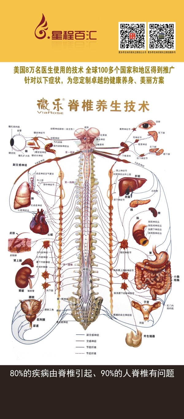 脊椎养生技术展架