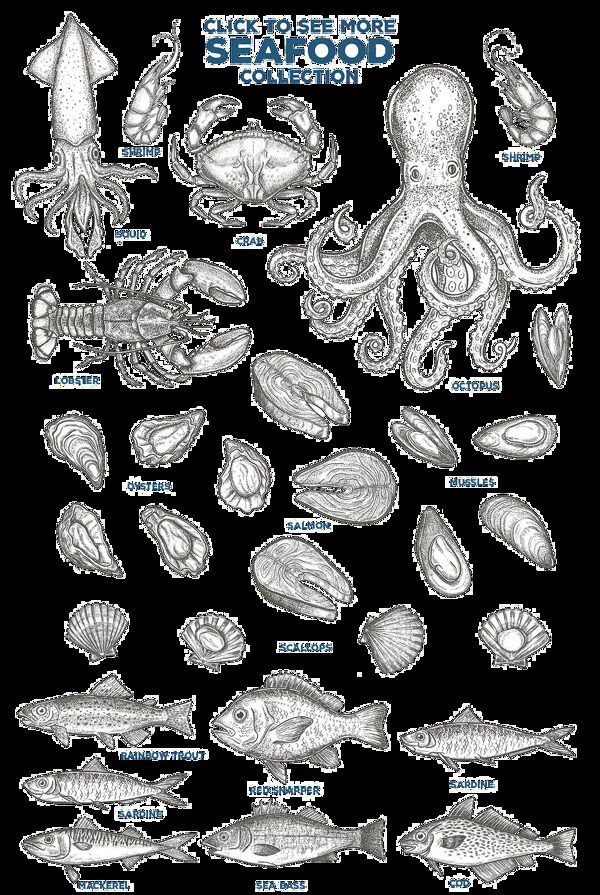 海底动物手绘素描效果插图