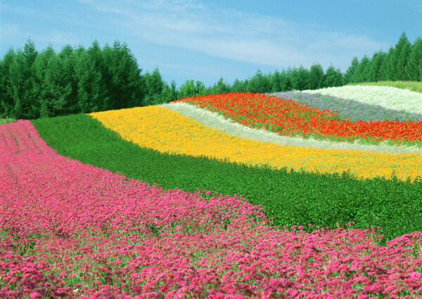 田園里的各色花圖片