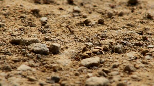 蚂蚁在沙地上爬行