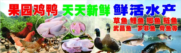 雞鴨魚海報(bào)