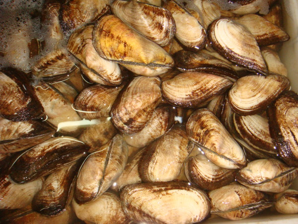 海鮮圖片