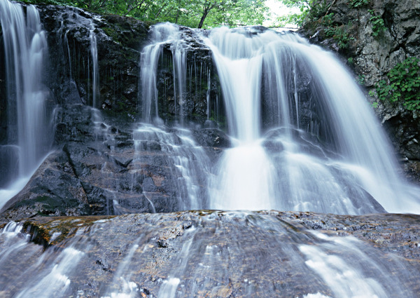 樹植物水風(fēng)景