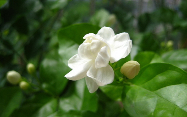 位圖植物花朵寫實(shí)花卉梔子花免費(fèi)素材