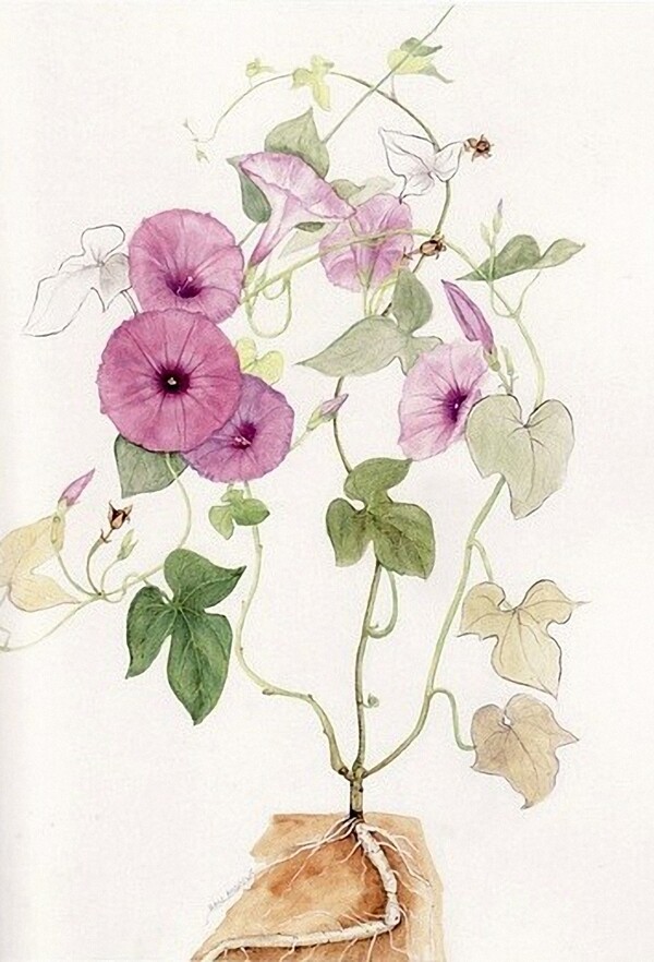 位图植物图案写意花卉花朵牵牛花免费素材