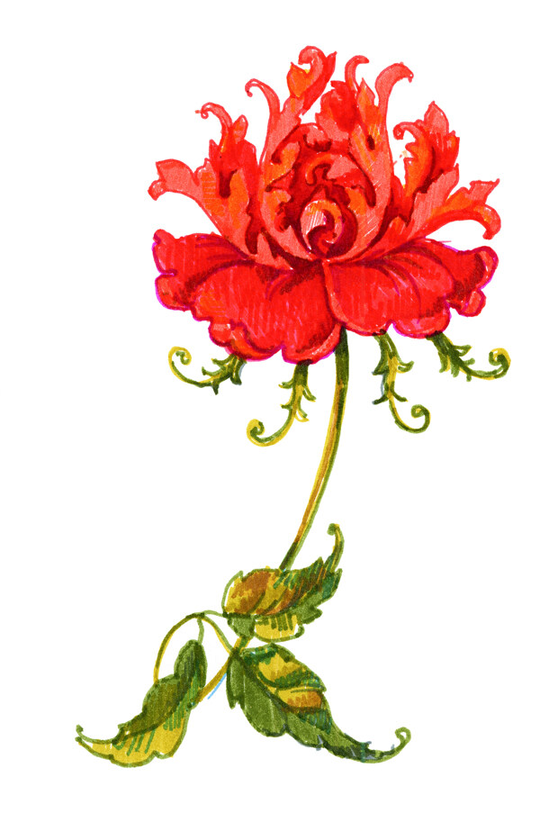 植物花卉插画图片