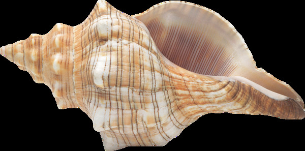 漂亮形状的海螺免抠png透明图层素材
