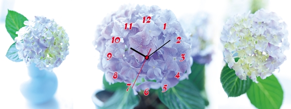 紫色花时钟图片