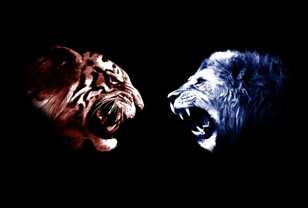 老虎狮子对抗