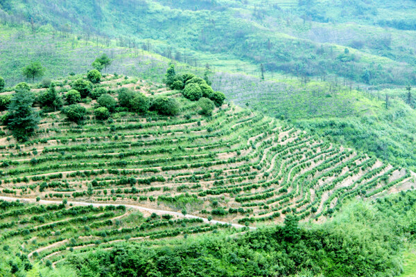 茶山