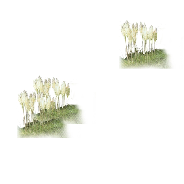 蘆葦