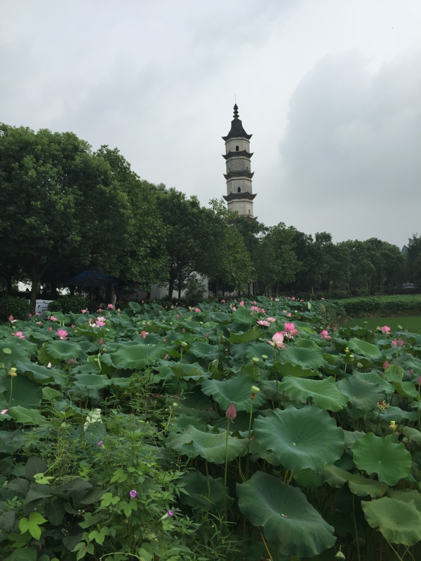 新葉村圖片
