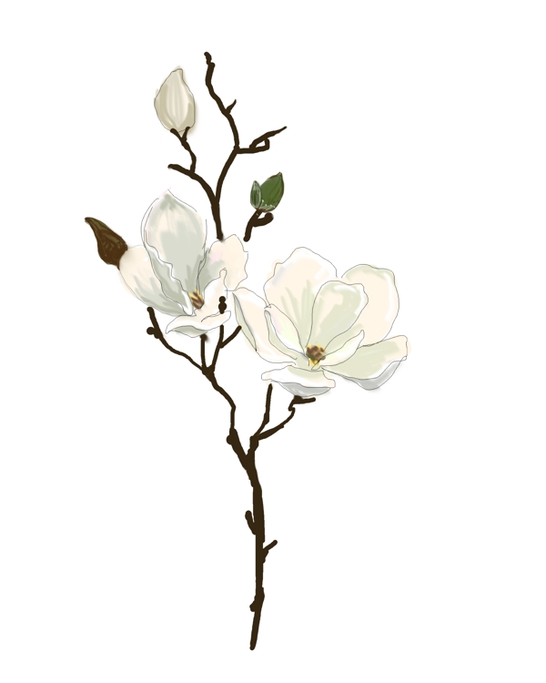 白色的花朵装饰插画