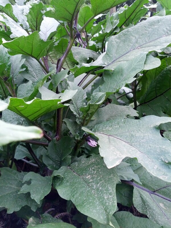 茄子樹(shù)圖片