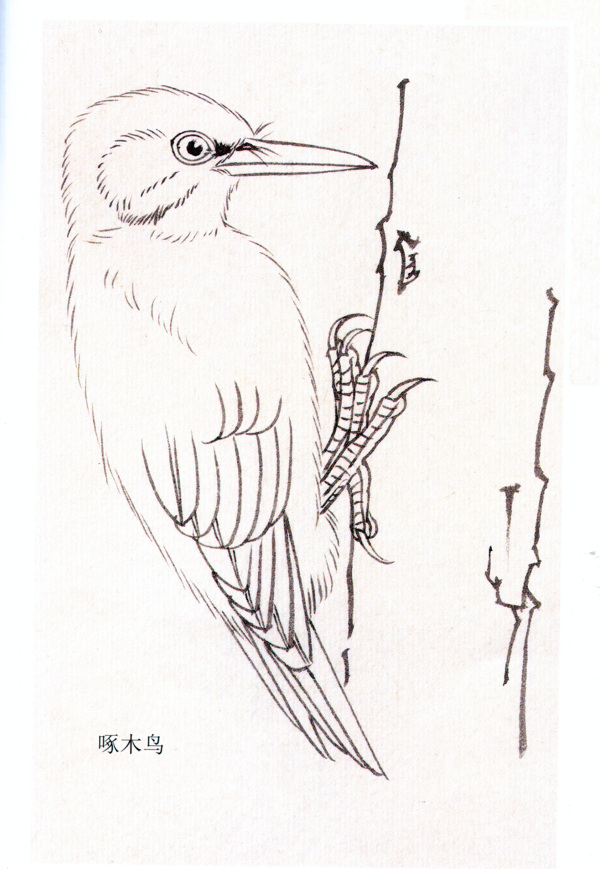 啄木鳥(niǎo)圖片