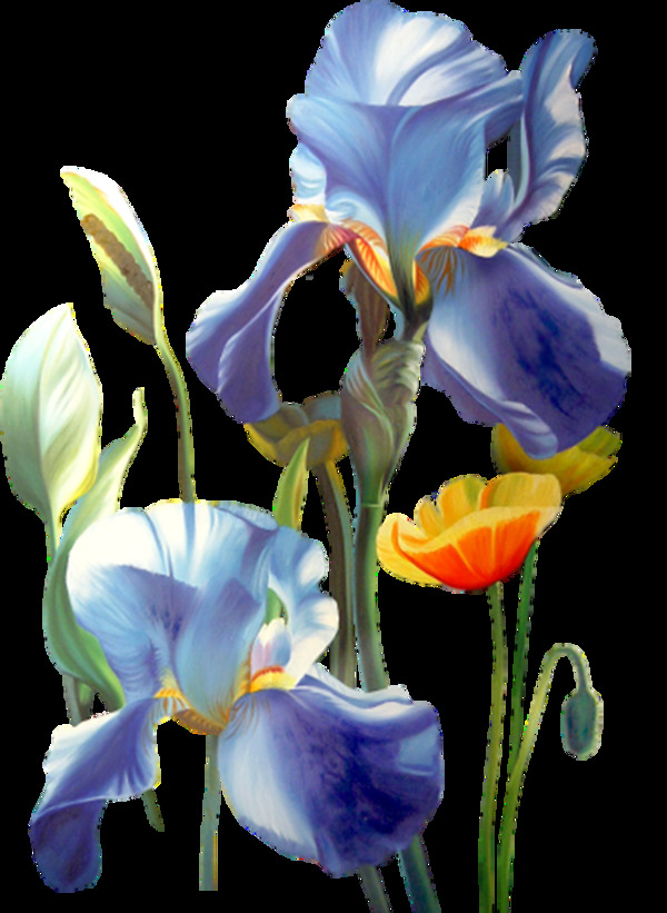 藍色花朵png元素
