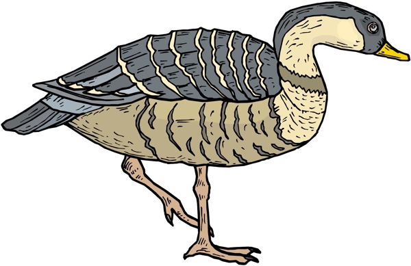 各種鳥類鳥動(dòng)物矢量素材EPS格式0158