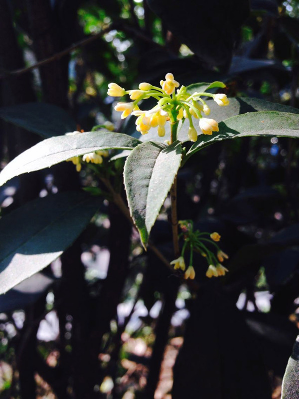 桂花圖片