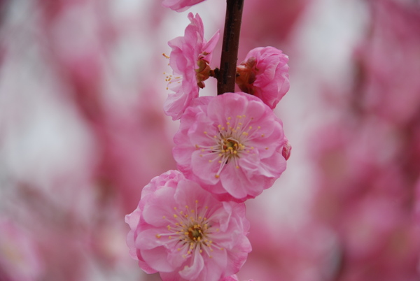 桃花