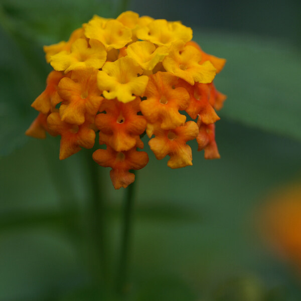 位圖植物攝影寫實花卉花朵數(shù)碼照片免費素材