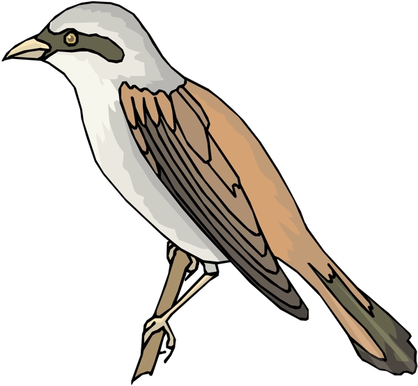 各種鳥類鳥動物矢量素材EPS格式0443