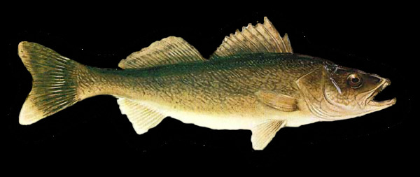 一条褐色的鱼侧面图免抠png透明素材