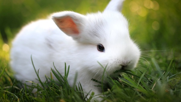 白兔草地兔子小兔动物