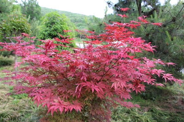 红枫树