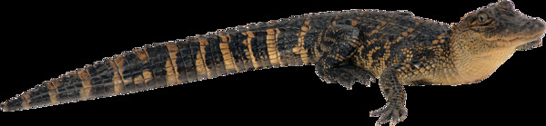 一只鳄鱼图片免抠png透明图层素材