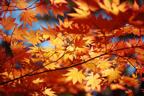 秋天枫叶风景图片