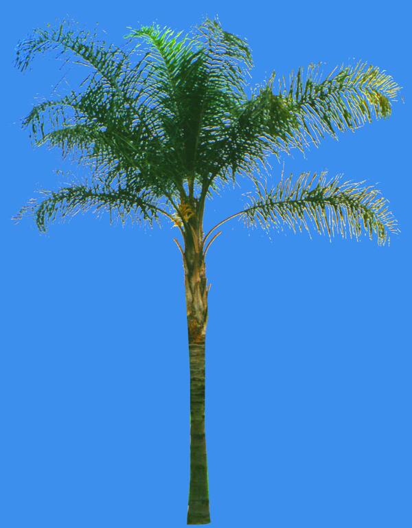 金山葵植物素材