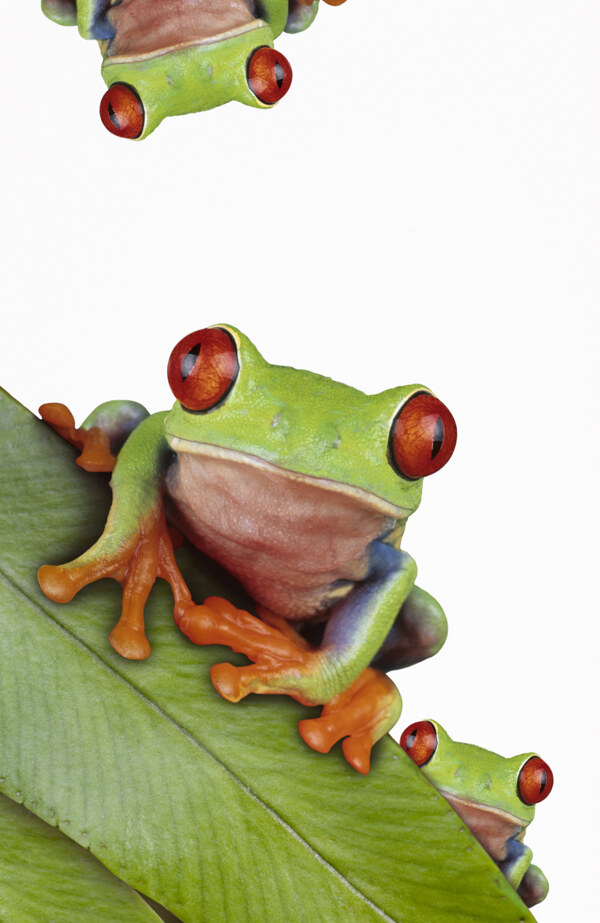 红眼睛青蛙图片