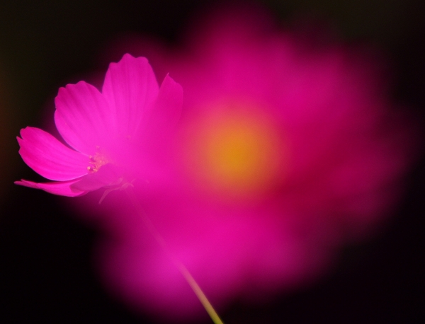 模糊花卉吊顶图案