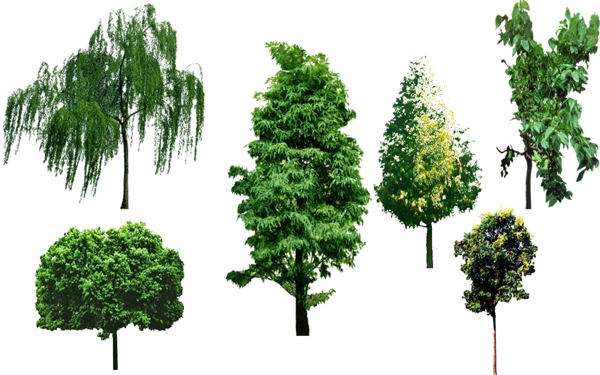 园林景观素材树PSD素材