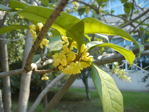 桂花圖片